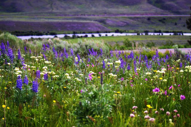Wildflowers With River Web Orig